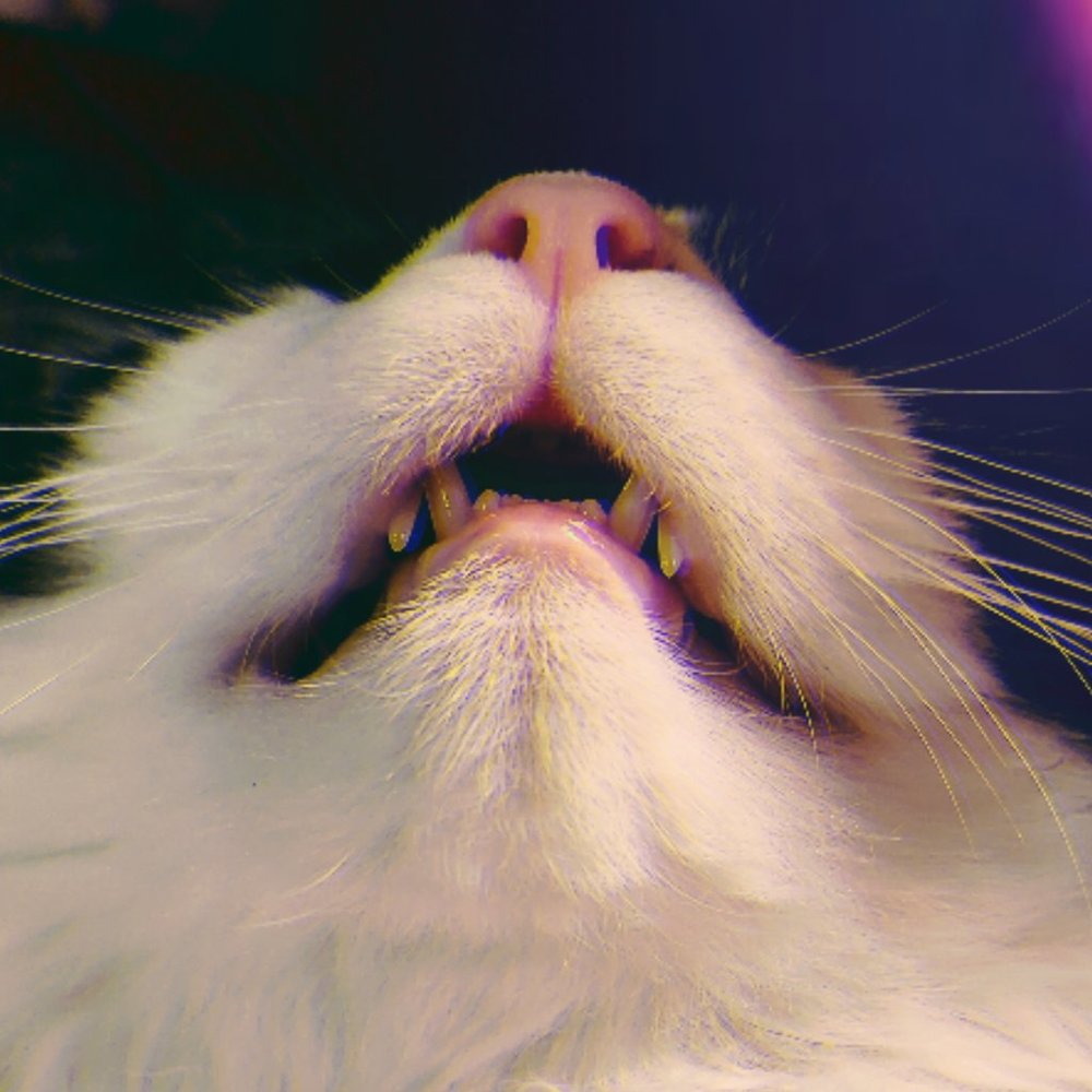 Meet your Posher, Kristina